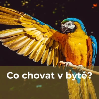 Co chovat v bytě