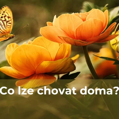 Co lze chovat doma