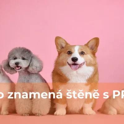 Co znamená štěně s pp